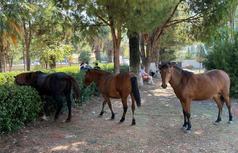 Manisa'da yılkı atları, şehir merkezine indi