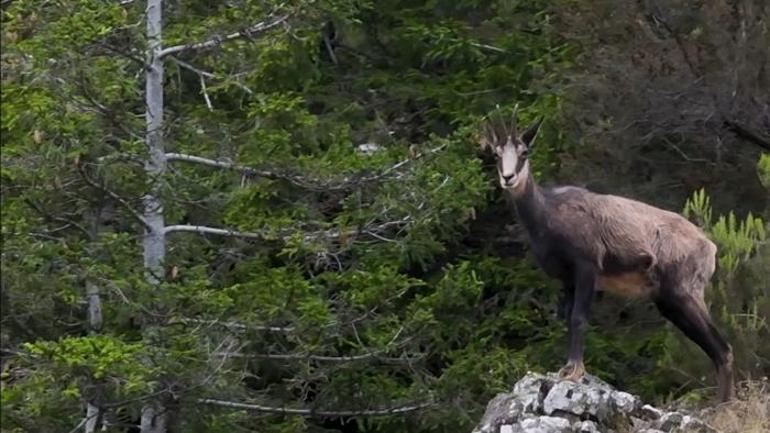 Kalın tırnaklar, sağlam bir kalp! Doğaya müthiş uyum Şamua