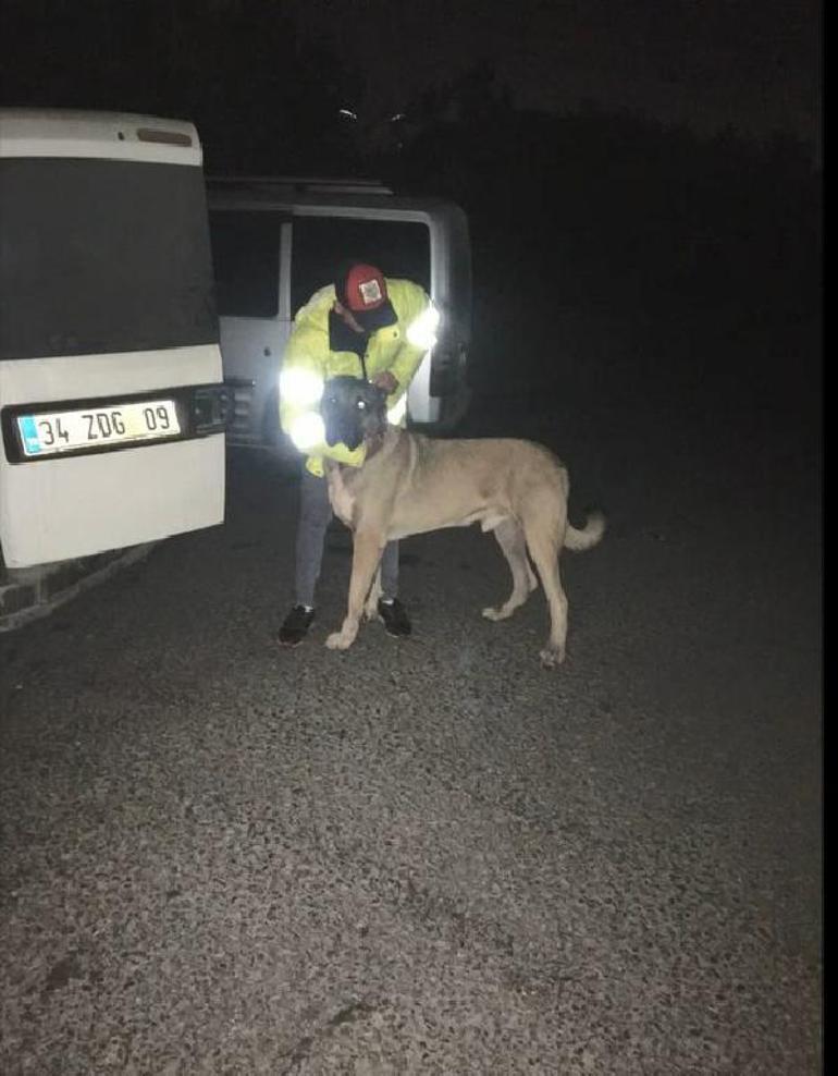 İhbar geldi, harekete geçildi! Saat 05.00'te köpek dövüştürenlere baskın