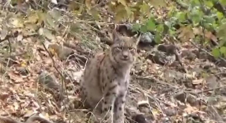 Tunceli’de kırmızı listedeki vaşak dağ keçisi avlarken görüntülendi