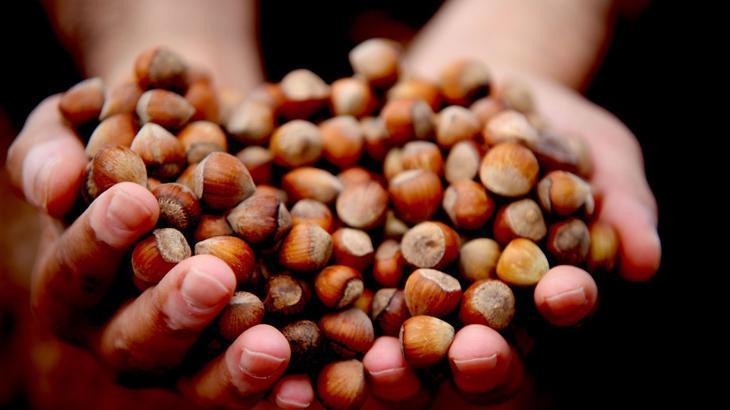 Fındık, fiyat istikrarını koruyor