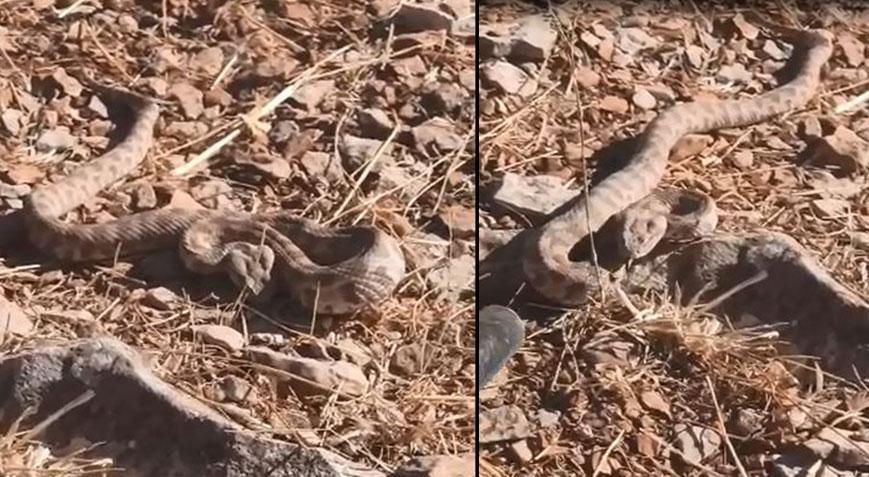 Dünyanın en zehirli türü! Koca engerek yılanın Mardin’de görüldü