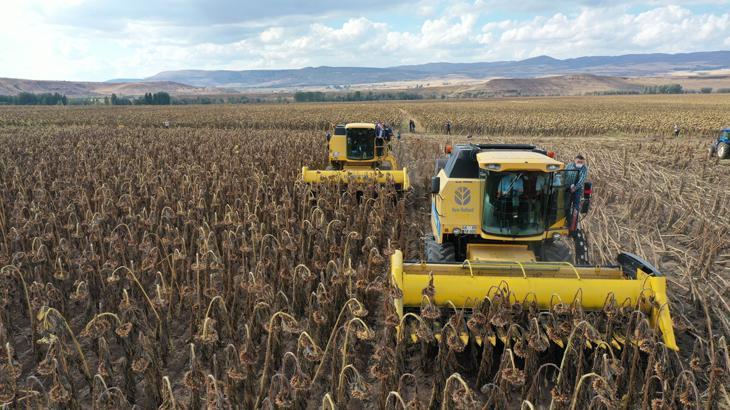 Ayçiçeğinde 22 bin dönüm artış oldu