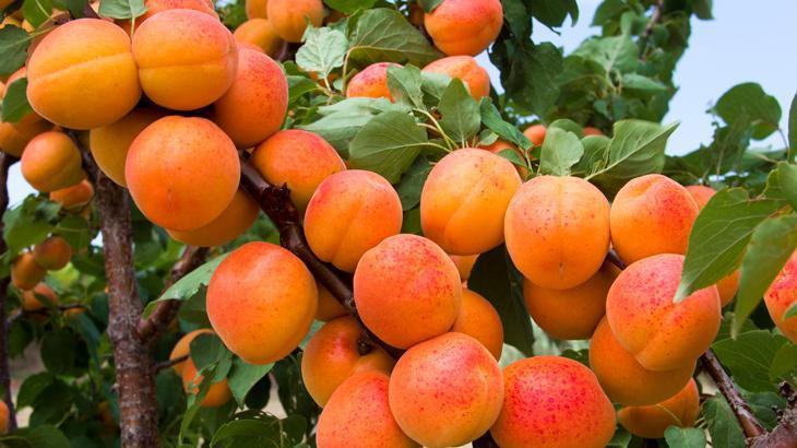 Malatyalı kayısı üreticileri meclisten müjdeli haberler bekliyor