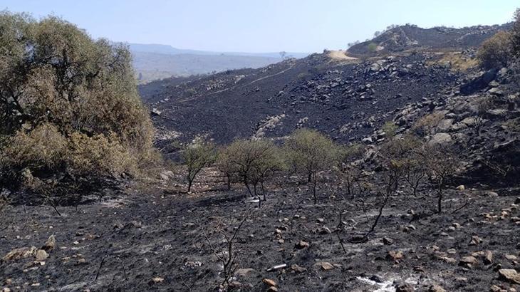 Arjantin’de korkunç yangın! Orman kül oldu