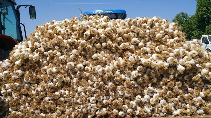 Taşköprü sarımsağında verim kaybı