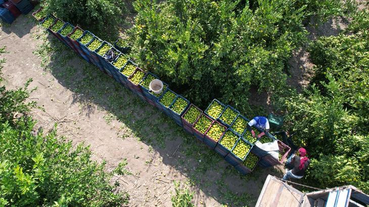 Tüccar ve çiftçiler konuştu! İşçi sıkıntısı ortaya çıktı