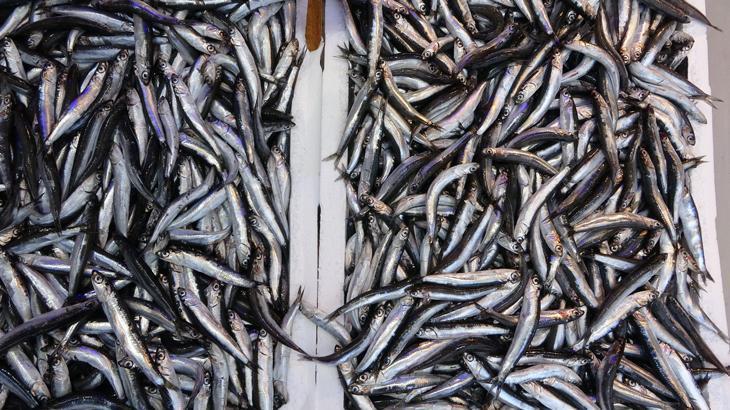 Hamsiden 2 milyon dolara yakın döviz girdisi