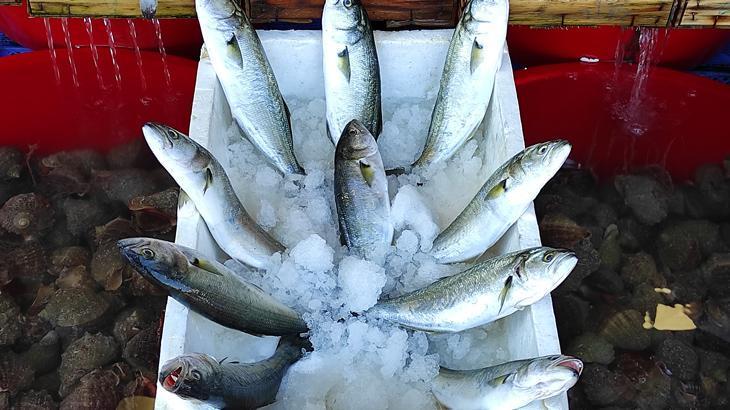 Lüferin fiyatı yarı yarıya düştü