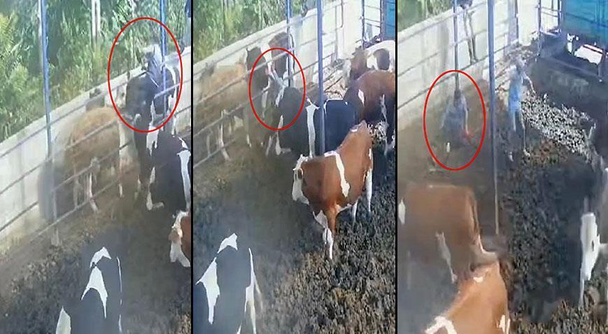 Çiftlikte kabus anları! Boğanın boynuz darbesiyle havaya fırladı