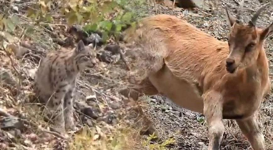 Tunceli’de kırmızı listedeki vaşak dağ keçisi avlarken görüntülendi