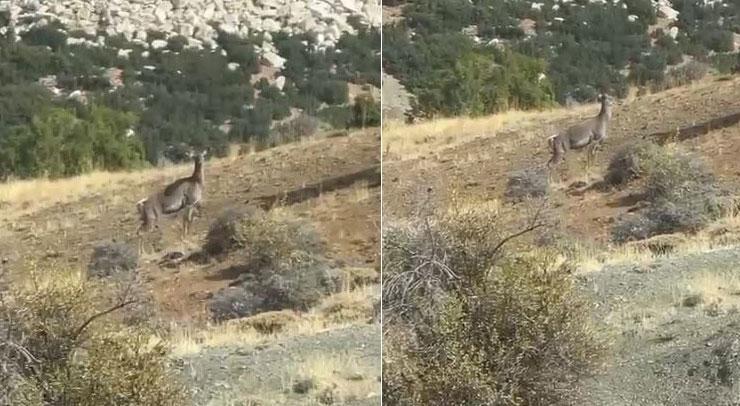 Burdur’da geyik şaşkınlığı