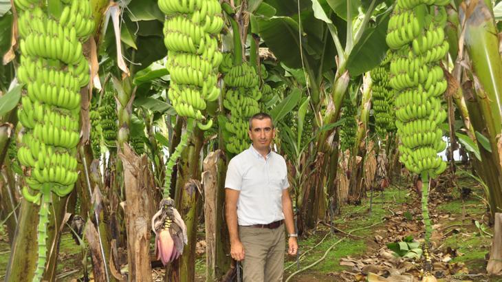 Muz üretiminde ‘organik’ dönem