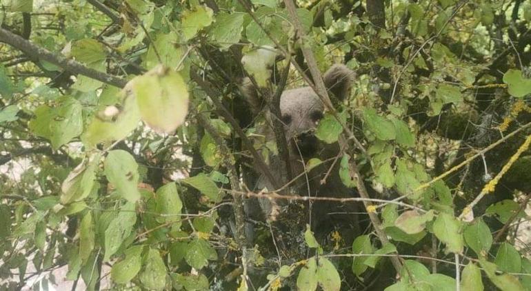 Artvin'de ayı dehşeti! 'Ağzına elimi soktum dilini tuttup, zaman kazandım'