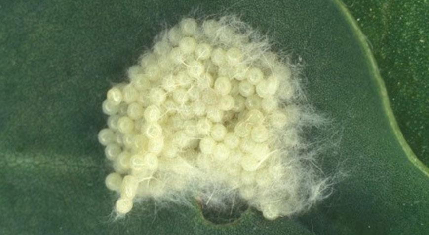 Çiftçilerin yeni düşmanı oldu! Yumurtalarını 500 km uçarak bırakıyorlar