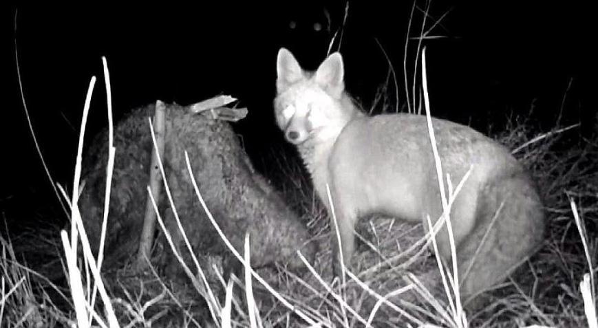 Tilki koyun postunu çıkarmak istedi! Bakın sonra neler oldu
