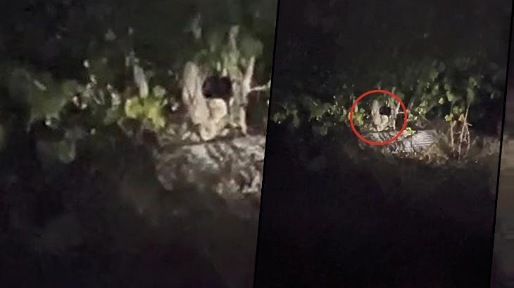 Karabük’te incir ağacına çıkan ayıları gören vatandaşlar şoke oldu