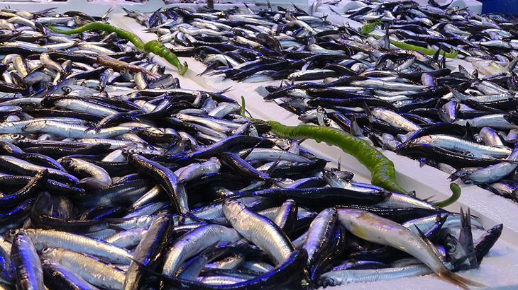 Hamsinin kilosu 35 TL’ye düştü