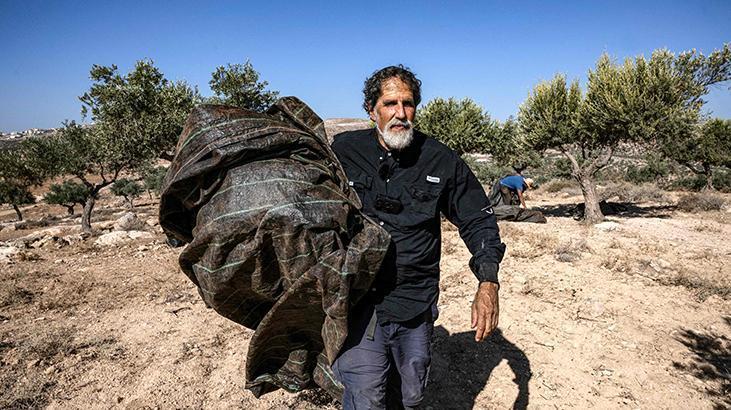 Yerleşimcilerin terörürüne karşı çkan İsrailli haham, Filistinlilerin zeytinliğini koruyor!
