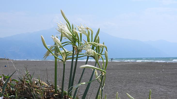 Türkiye’nin en uzun sahili! 14 kilometrelik kumsalda ‘zenginlik’ yatıyor