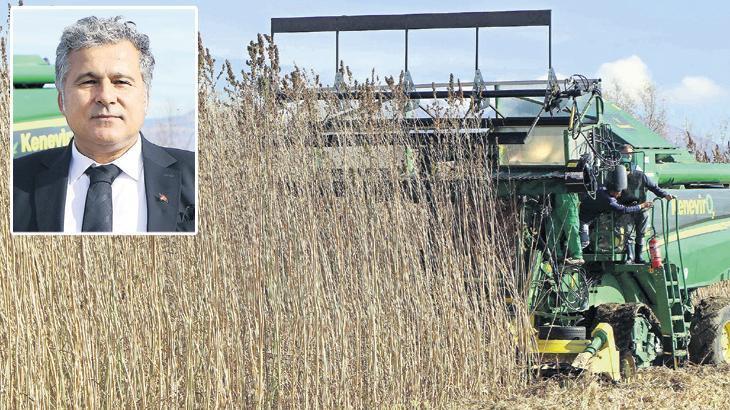 Tescilli kenevir tohumuna hasat