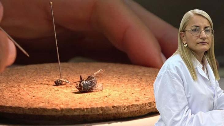 Sır ölümlerin ipuçlarını ‘dedektif böcekler’ aydınlatıyor