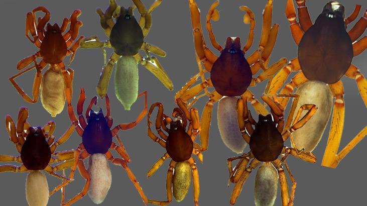 Türkiye’de 8 yeni örümcek türü keşfedildi