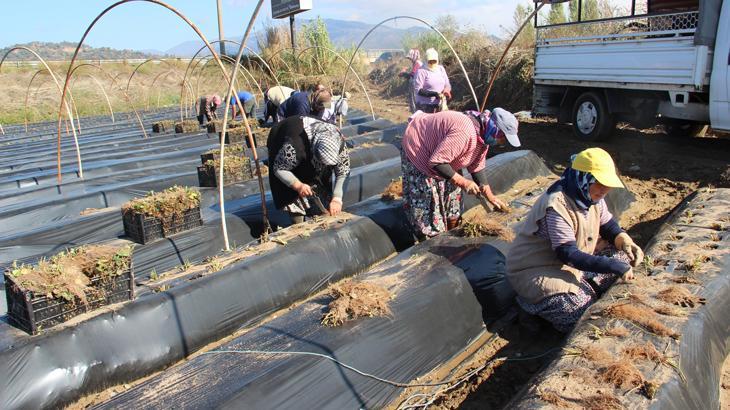 Çilek üreticisi sezondan umutlu