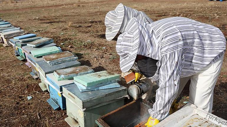 Tenekesi 2 bin 400 liradan satıldı! Arıların kışa hazırlığı başladı