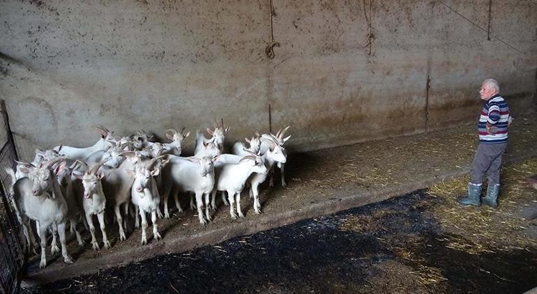 Çanakkale'de orman yangını! Soğutma çalışmaları devam ediyor