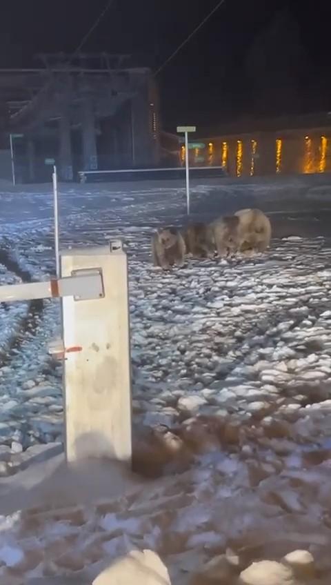 Uludağ'da ayılar kış uykusunu unuttu