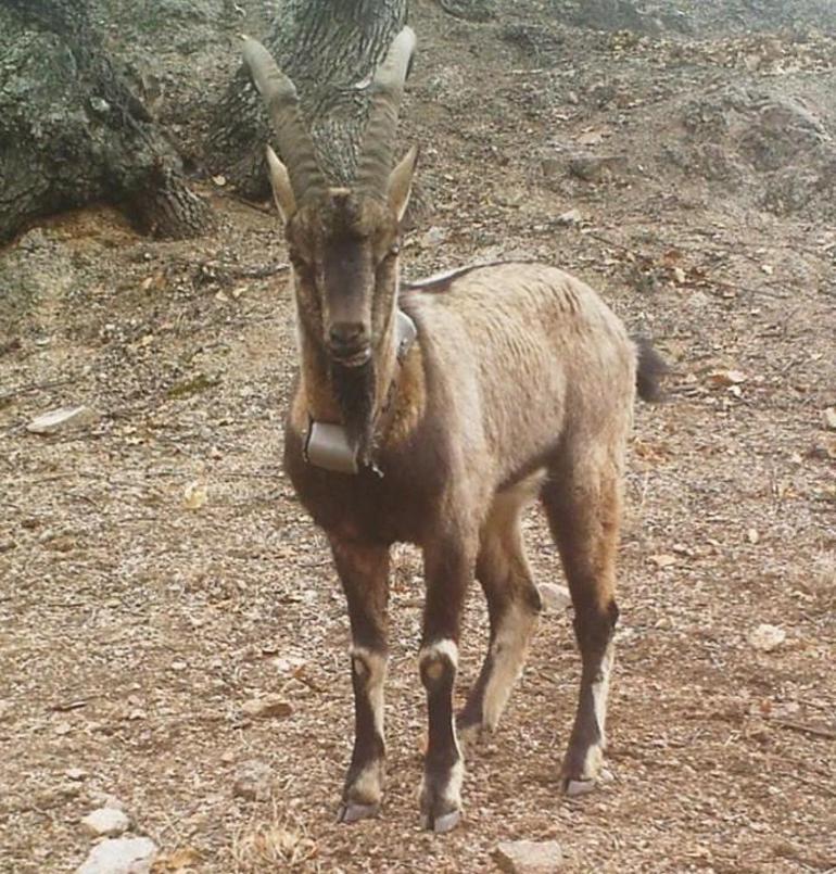 21 yaban keçisi bir yıl boyunca izlendi! Dikkat çeken veriler ortaya çıktı