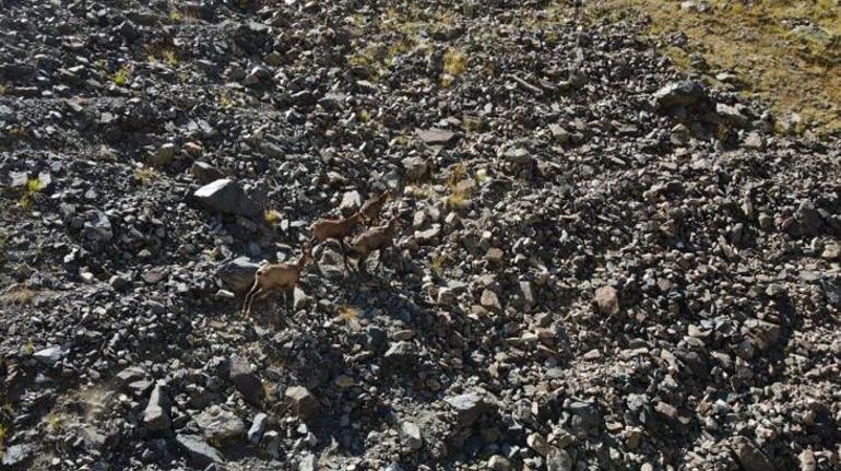 21 yaban keçisi bir yıl boyunca izlendi! Dikkat çeken veriler ortaya çıktı