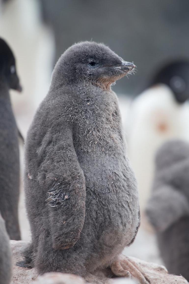 Bazı penguenler yumurtalarını beklerken 'dört saniyelik mikro uykularla dinleniyor'