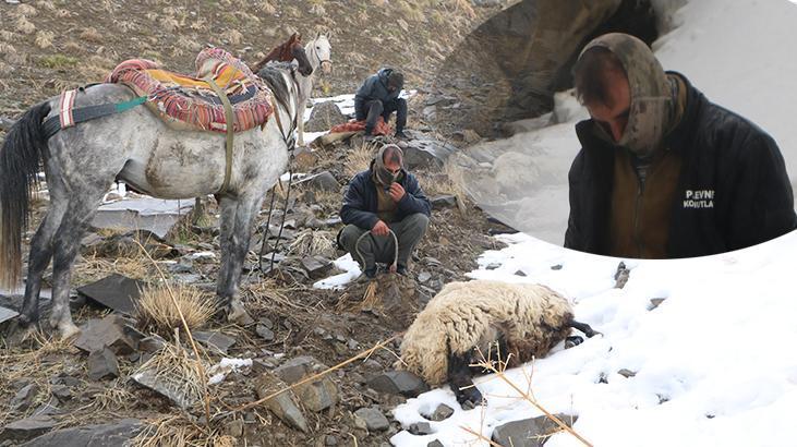 Aç kurtlar sürüye saldırdı: Karınlarında kuzuları vardı