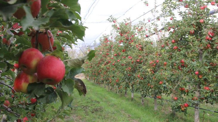 Yılda 500 bin tonun üzerinde üretim yapılıyor: Büyükşehirler de elmanın kilosu çok yüksek
