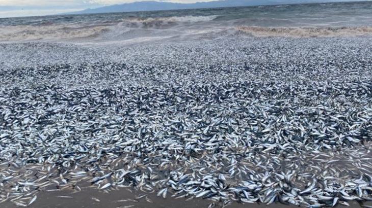 Japonya’da binlerce ölü balık kıyıya vurdu