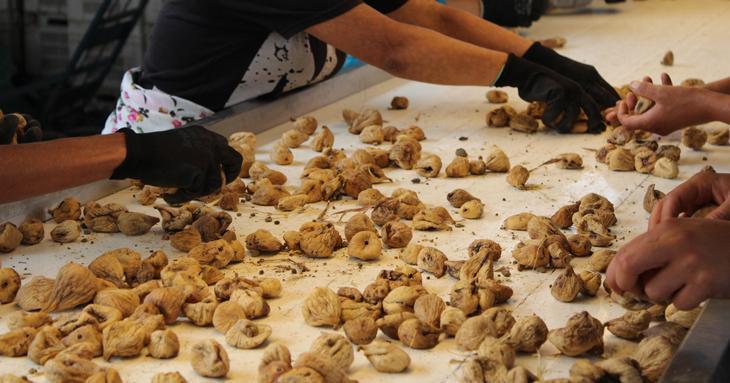 89 milyon dolarlık kuru incir ihracatı