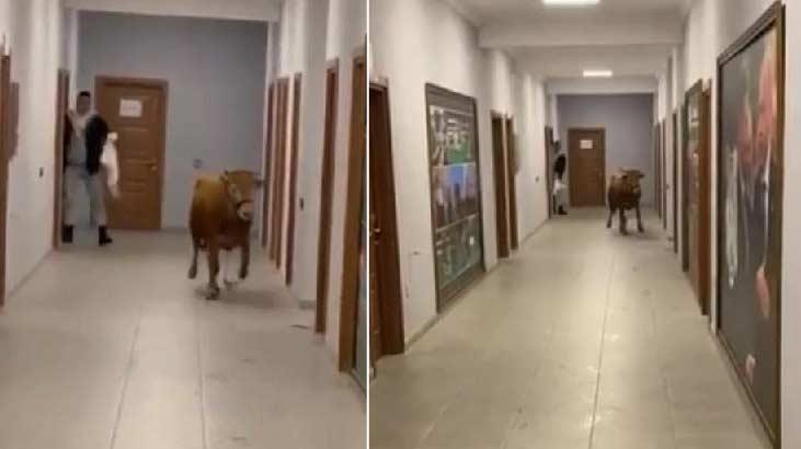 Yer: İstanbul! Spor tesisine giren inek futbolcuları şaşırttı