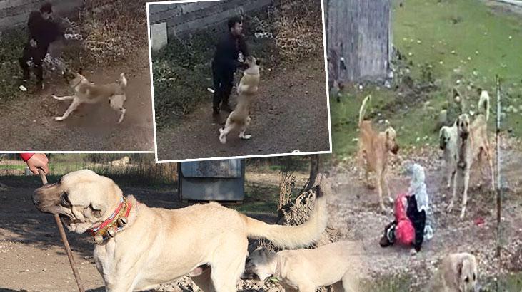 Köpek saldırısında yapmanız gereken: Kaçmayın, göz teması kurmayın