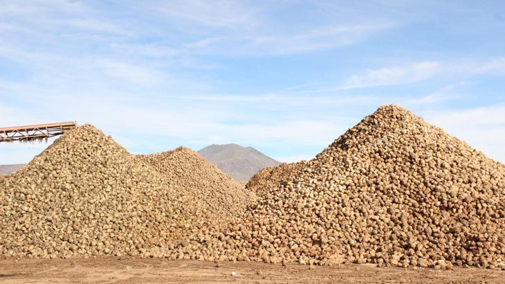 Pancar üretiminde rekor