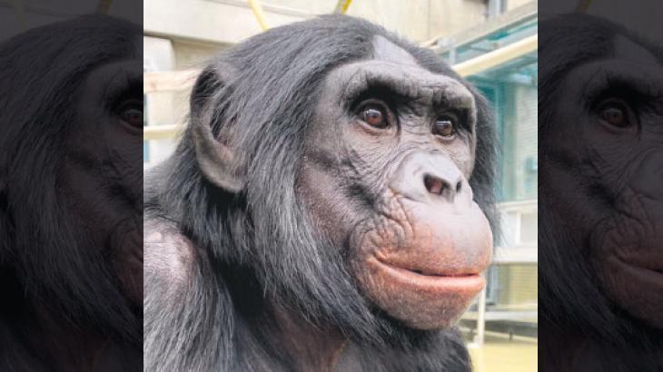 Maymunların hafızası güçlü