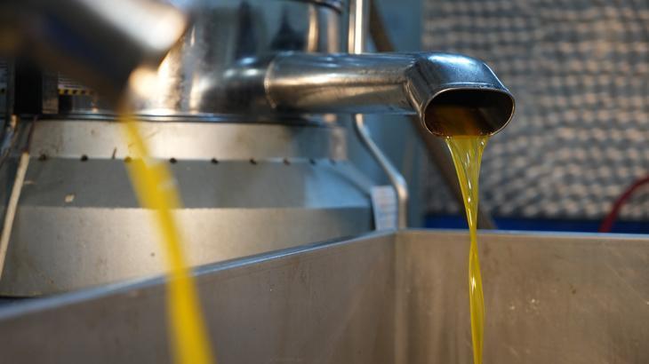 Zeytinyağı fiyatı ile üretici memnun