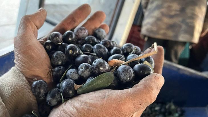 Zeytinde fiyatlar sevindirdi