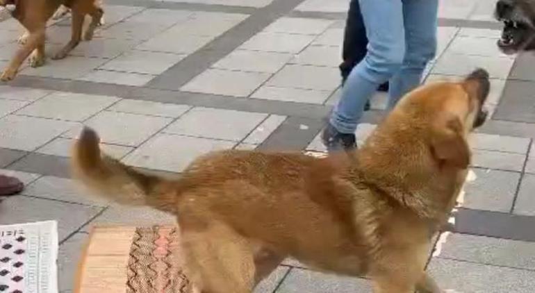 Kavga eden köpekler cemaatin arasını daldı! Saniye saniye kaydedildi