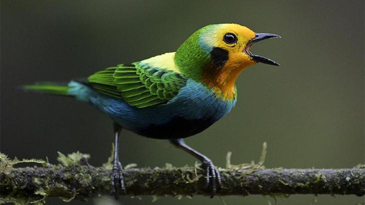 İnsanlar bin 400 kuş türünün yok olmasına yol açtı