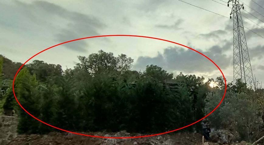 Ağaç dallarıyla gizlenmiş! Ekipleri şoke eden olay