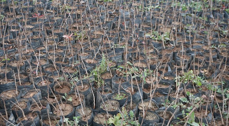 Bakan Yumaklı duyurdu! Siirt’te fıstık üretimi son 6 yılda 3 kat arttı