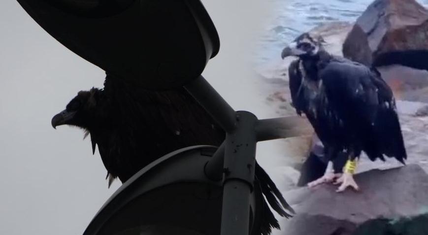 Yer: İstanbul! Sahile inen akbabayı gören vatandaşlar şoke oldu