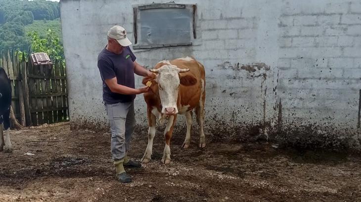 Süt ve bal üreticiliği için destek